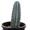 Peruvian Apple Cactus Plant