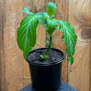 Salvia Divinorum Plants For Sale - Salvia Divinorum Buy