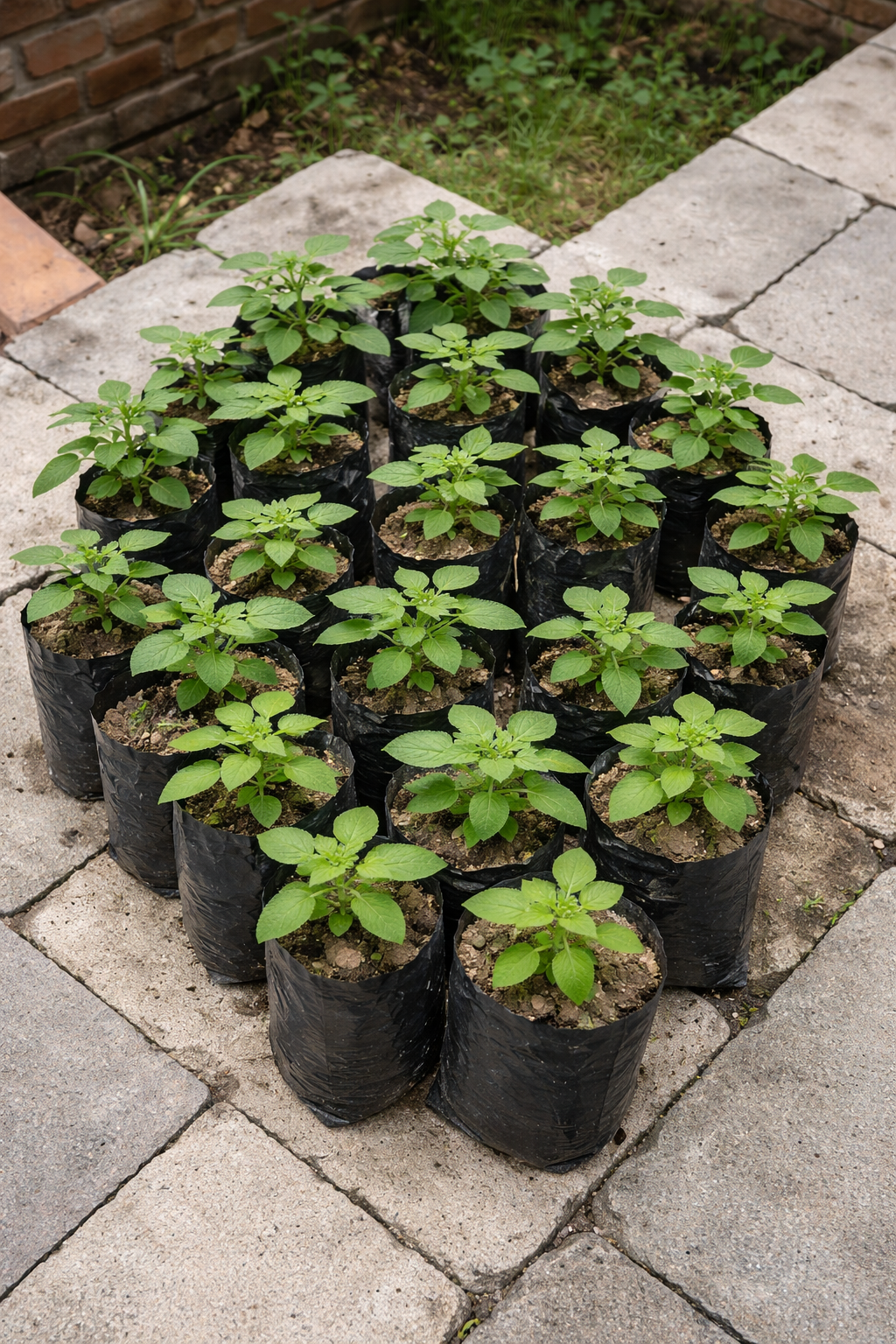 salvia plants